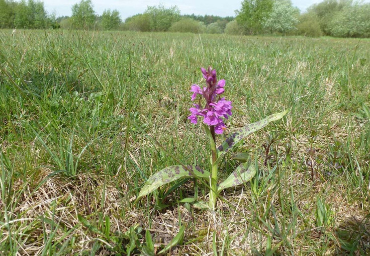 Eine Orchidee auf dem Gelände des ehemaligen Standortübungsplatzes Friedrichsfeld