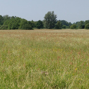 Der ehemalige Truppenübungsplatz Friedrichsfeld