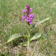 Eine Orchidee auf dem Gelände des ehemaligen Standortübungsplatzes Friedrichsfeld